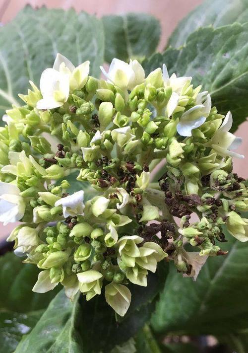 探究臭球花黄叶子的原因及应对方法（解决臭球花叶子变黄的关键技巧和注意事项）