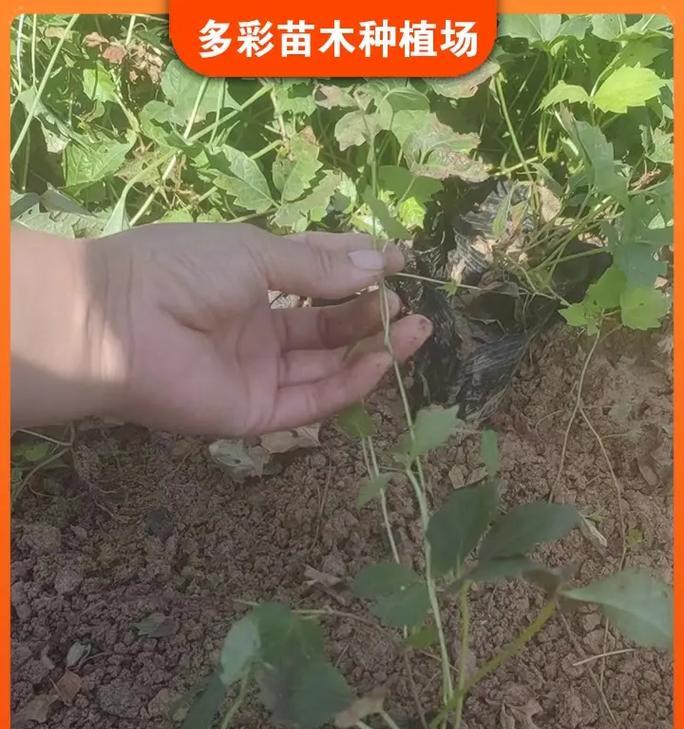 室内爬山虎种植指南（打造绿意盎然的家居环境，室内爬山虎栽培攻略）