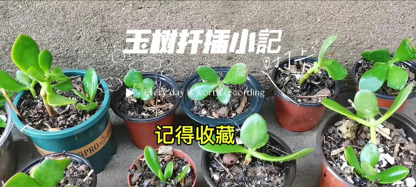 夏季平安树的扦插技巧（掌握关键的季节和方法，让平安树更易生根成活）