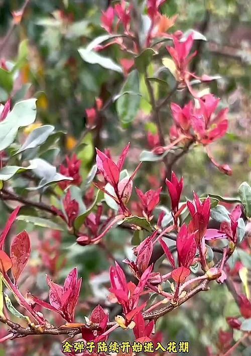 金弹子花的花期和开花次数（一年开几次？几月份为主？）
