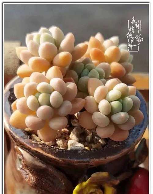 多肉植物养护指南之若歌诗（打造多肉植物若歌诗的完美生长环境）