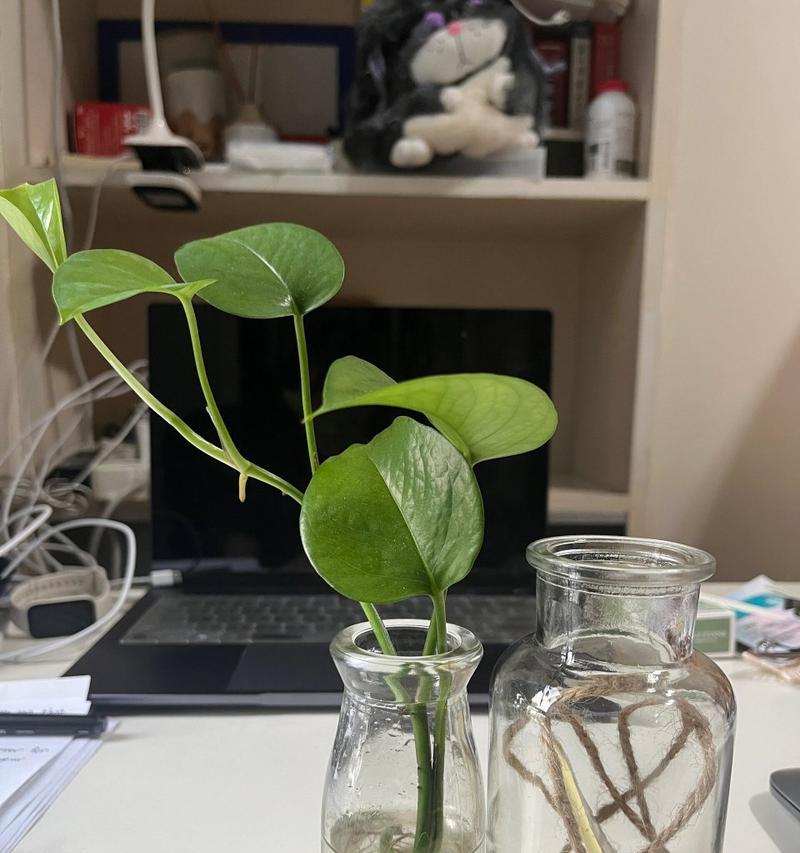 绿萝枯萎的枝叶修剪指南（挽救绿萝的秘诀，让它重新焕发生机）