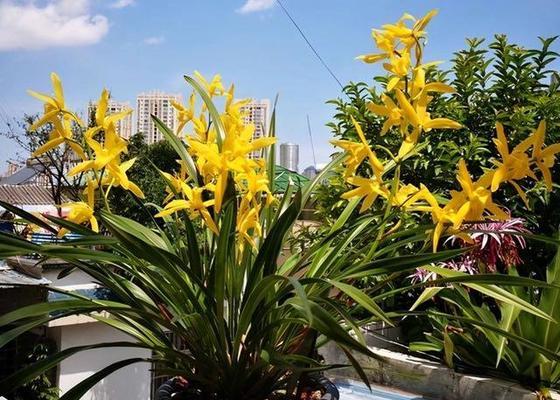 客厅摆放兰花的技巧（打造优雅生活的小窍门）