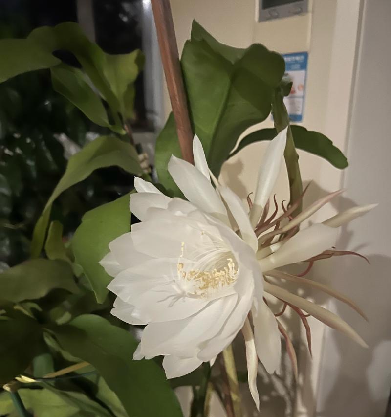 昙花开花时间的判断方法（探索昙花开花时间的关键因素）