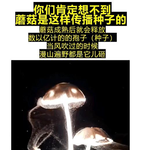 揭秘蘑菇种子的来源（了解蘑菇种子的形成和培育过程，探寻种植秘密）