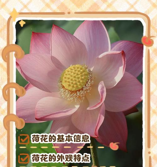冬季养护连花以保持健康盛放（关注温度、水分和光照是关键）