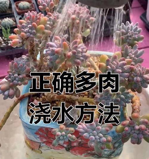 多肉花卉养护指南（打造繁茂多肉花园，养护技巧一网打尽）