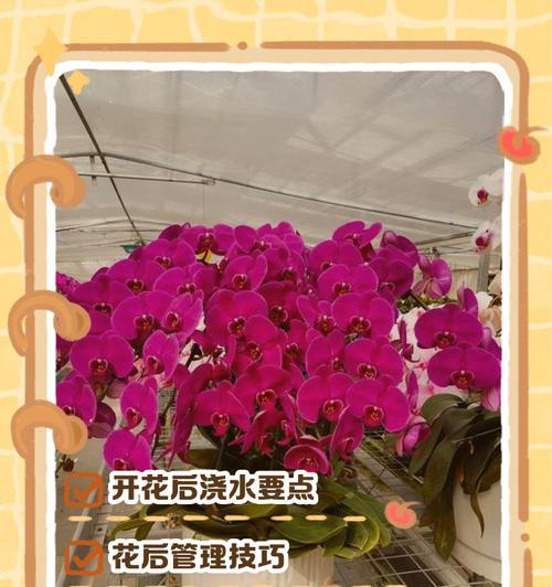 蝴蝶花的浇水技巧（打造美丽花坛的关键一步，科学浇水助蝴蝶花绽放绚丽色彩）