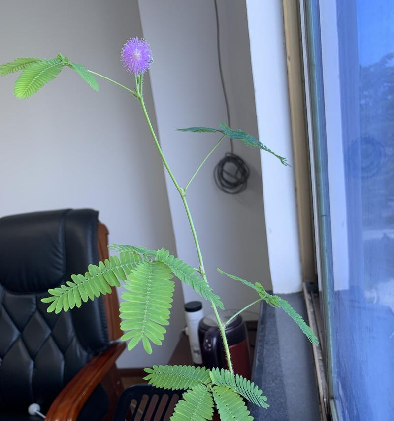 含羞草能否在冬天存活？（冬季养护及保护技巧分享，含羞草的适应性和特性浅析）