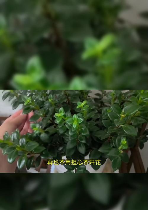 吊兰浇水浇多了如何处理（遇到吊兰过多的浇水情况，如何妥善处理）