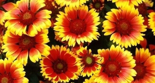 宿根天人菊花期（秋天的绝美瑰宝）