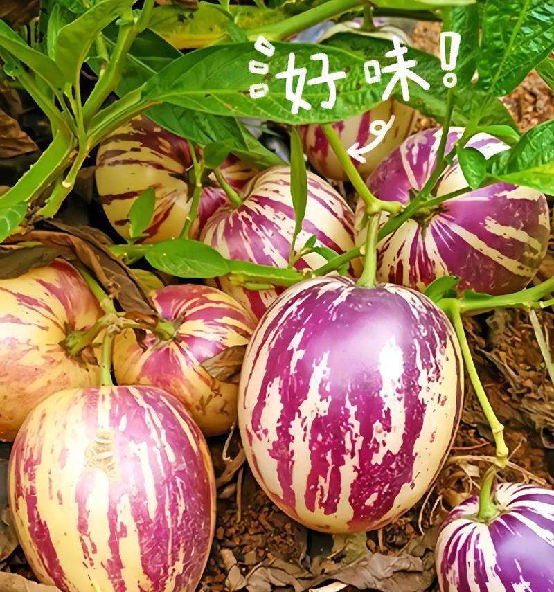 人参果花的结果与价值（探寻人参果花的丰硕成果，了解其卓越价值）