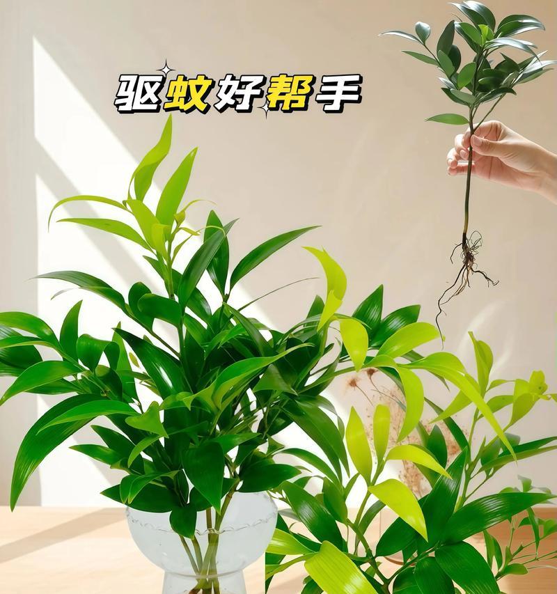 全年富贵竹浇水指南（春夏秋冬不同，关键是掌握方法）