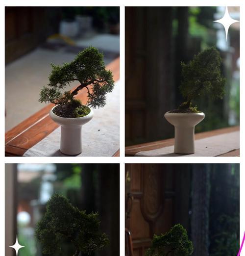 云杉的浇水技巧（打造健康茂盛的云杉树）