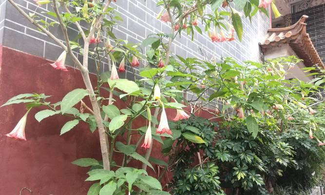 曼陀罗的开花周期与时间（一年几次开花、多久才会开花）