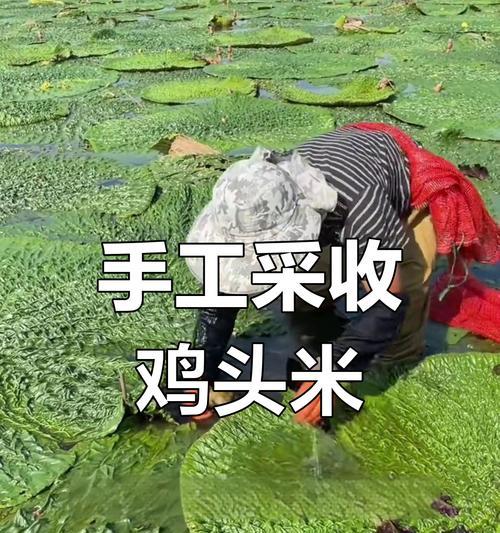 如何营造适合鸡头米生长的生态环境（掌握这些条件，让鸡头米喜迎丰收）