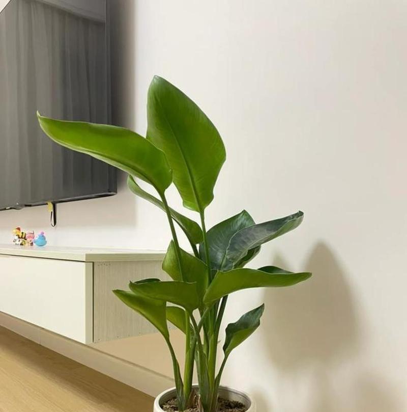 海棠喜阴还是喜阳？——探秘海棠植物的光照需求（从生长环境到栽培技巧，全方位解析海棠的阳光要求）