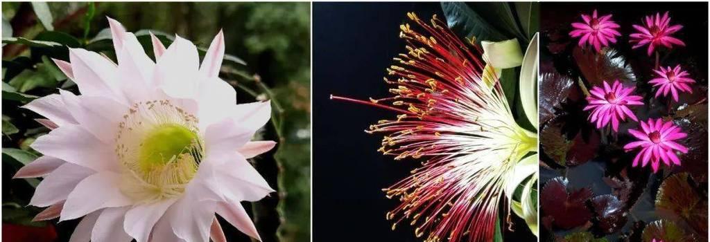 昙花生虫如何处理（了解昙花生虫危害与处理方法）