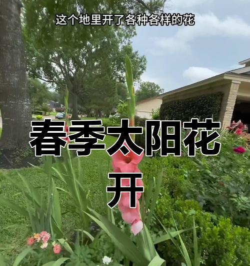 太阳花的春日盛放（探究太阳花开花的奥秘）