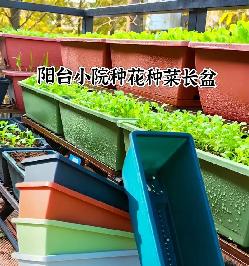 花盆不够用怎么办？（如何解决种花时家里花盆不够的问题）