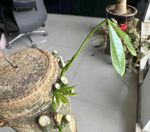 发财树树头烂了怎么办？（教你修复发财树的树头烂洞）