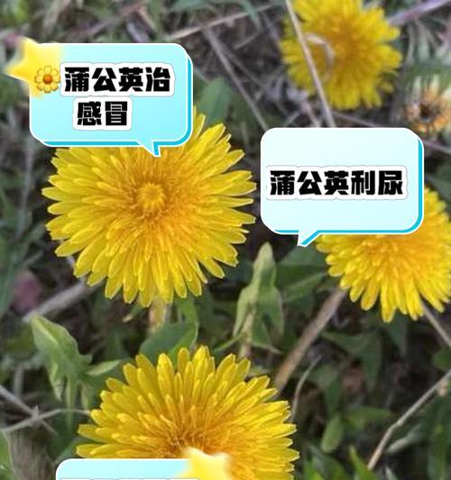 蒲公英的盛开之前（美丽而短暂的幼年时光）