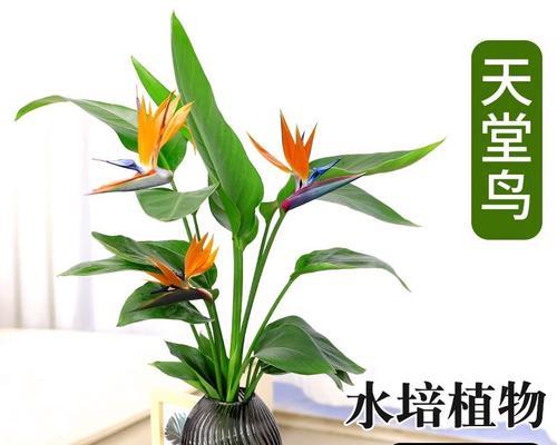 水培花卉养护指南（无土栽培，让花儿绽放出不一样的美丽）