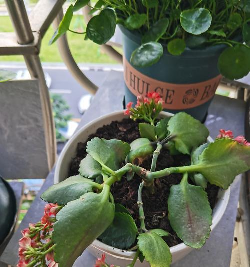 以长寿花已有花苞怎么施肥（花苞生长需要的关键元素和施肥技巧）