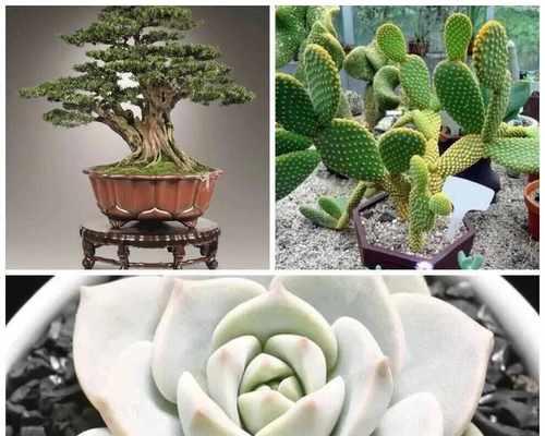 如何正确浇水养护盆栽盆花