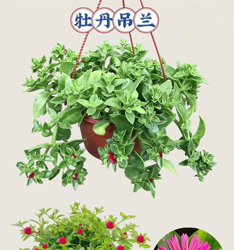 以牡丹掉兰怎么扦插（简单易行的繁殖方法与技巧）