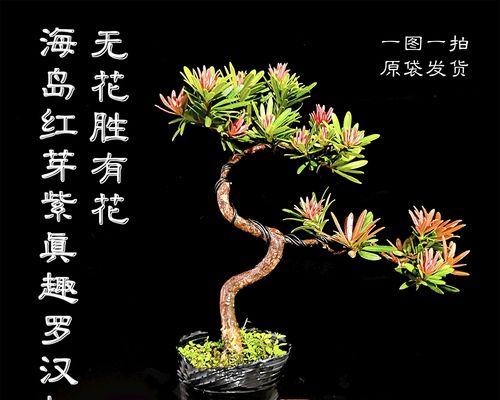 客厅阳台的植物风水布置（阳台花卉为何重要，哪些植物适合在客厅阳台上种植）