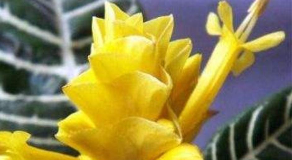 斑马花养殖全攻略（打造美丽花坛）