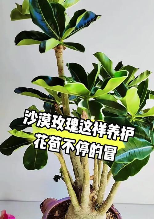 冬季养护沙漠玫瑰的秘籍（打造健康繁花的沙漠玫瑰，轻松过冬）