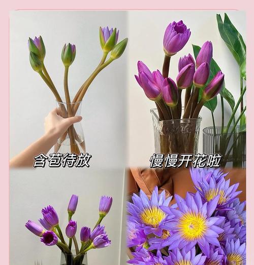 打造美丽水景，睡莲任你调配（打造美丽水景，睡莲任你调配）