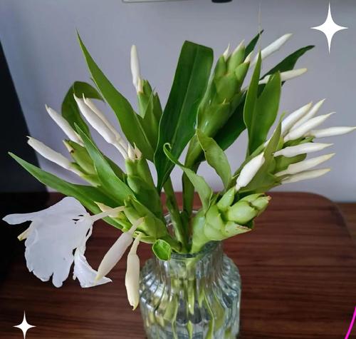 姜花土壤调配与使用技巧（掌握调配土壤比例，让姜花生长茁壮）