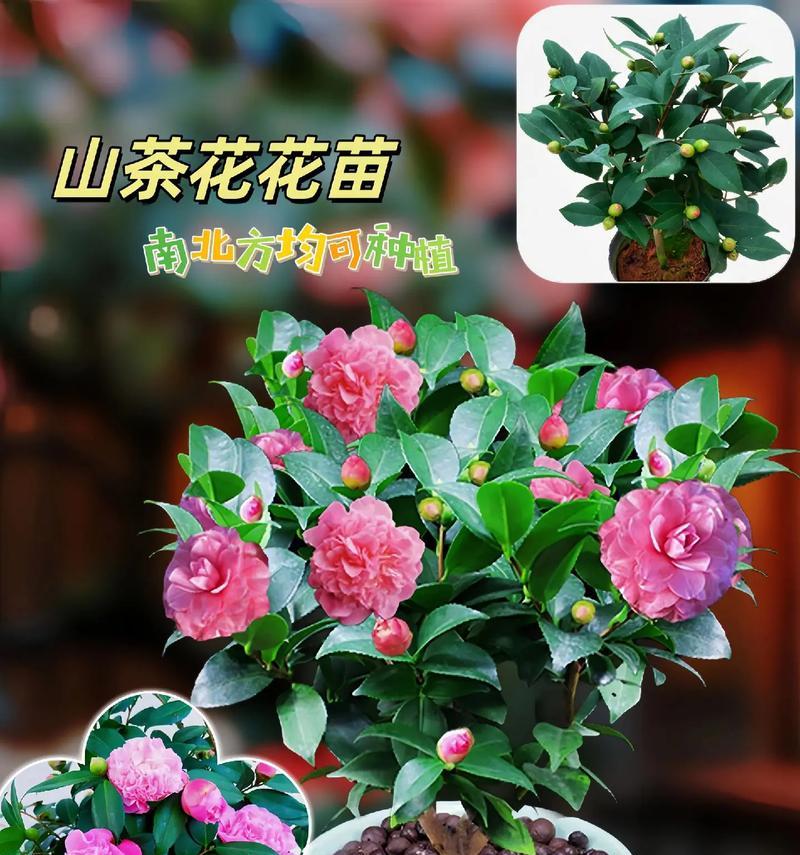 秋天茶花苗种植全攻略（打造绚丽秋日花海，从种植茶花苗开始）