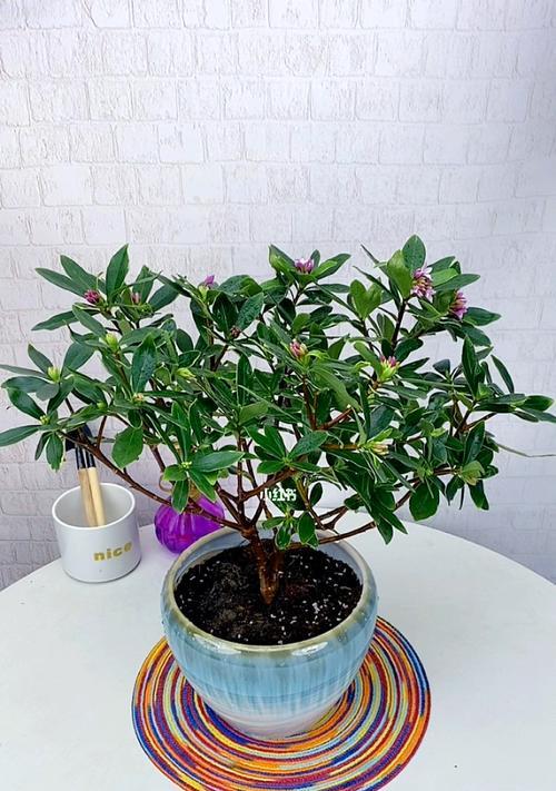 冬季瑞香花的养护之道（了解冬季瑞香的喜好，打造温暖花坛）