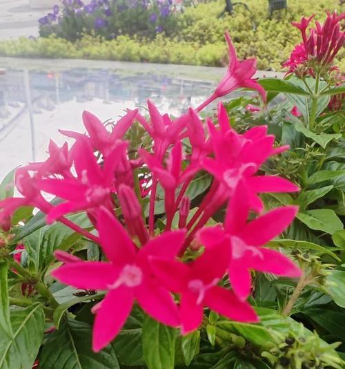 五星花——家居风水的宝贵财富（了解五星花的好处，提高家居风水水平）