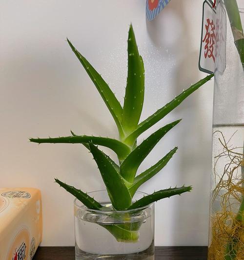 十年芦荟的换盆与繁殖技巧（探索芦荟生长过程中的关键环节）