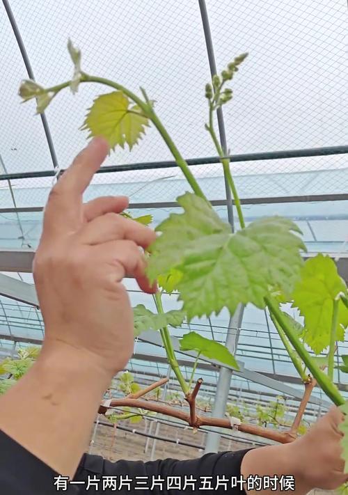 多肉植物的防止徒长措施（多肉怎样避免长得过高？）