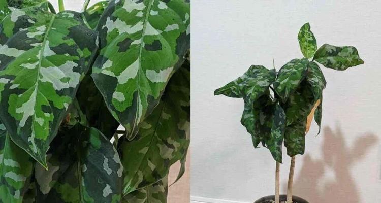 以水培彩色粗肋草，打造室内绿色景观（简单易行的水培技巧让你成为植物养护高手）