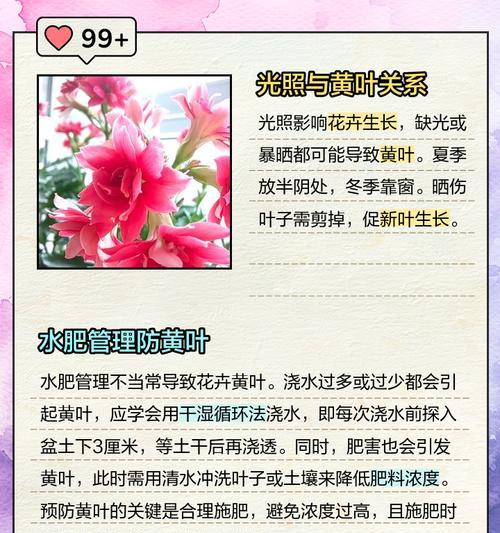 吊兰花叶黄了怎么办？（教你如何拯救黄叶吊兰，让它重新焕发生机！）