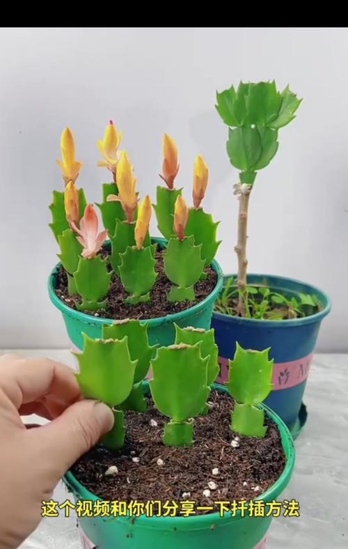 如何正确分盆蟹爪兰（简单易学的蟹爪兰分盆教程）