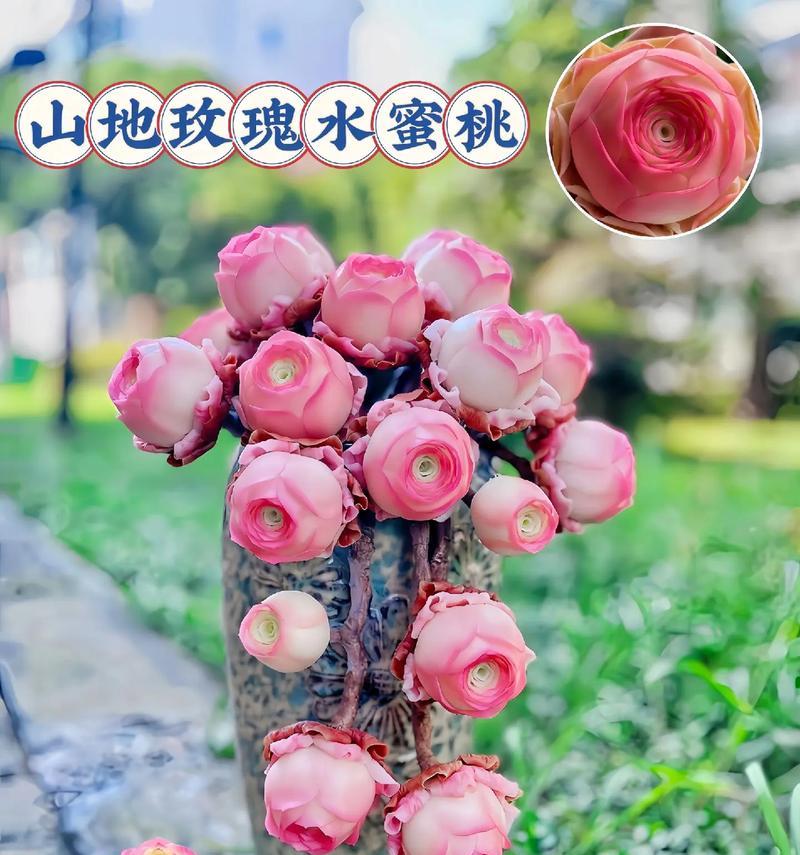 多肉植物玫瑰的养殖方法和注意事项（打造美丽花园，一起来种玫瑰吧！）