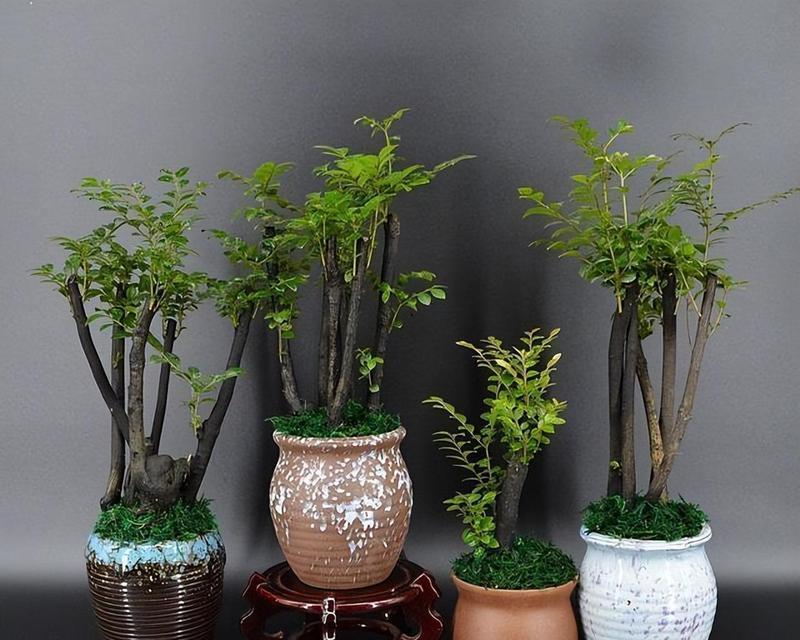 咖啡盆景（从种植到赏析，打造属于自己的咖啡盆景艺术）