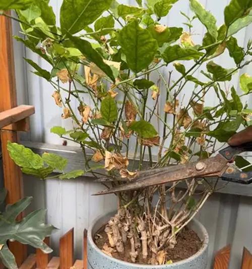 花叶片发黄的原因和处理方法（为你揭示花叶片发黄的真相，教你科学养花）