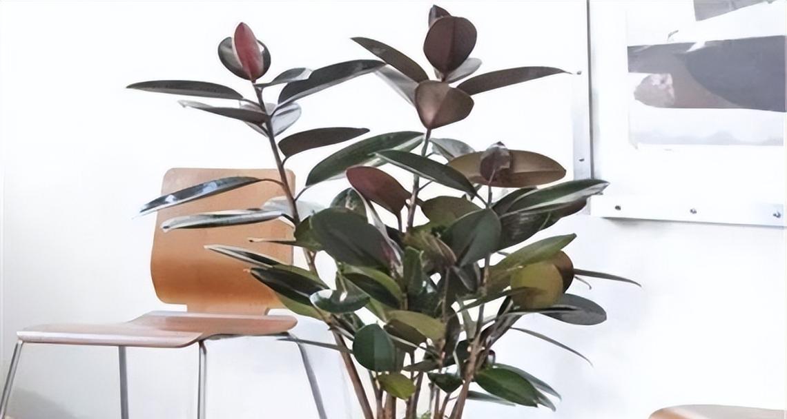 如何救治橡皮树烂根，让其重获生机（橡皮树烂根急救方案及养护技巧）