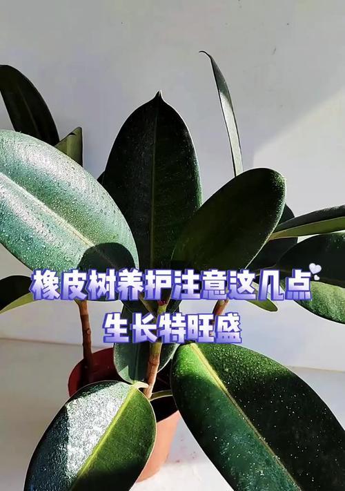 如何正确养护橡皮树（橡皮树的养护技巧及常见问题解答）