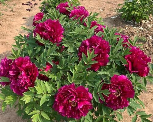 探究木本花卉的生长与美丽（从根茎到花朵，一览木本花卉的魅力）