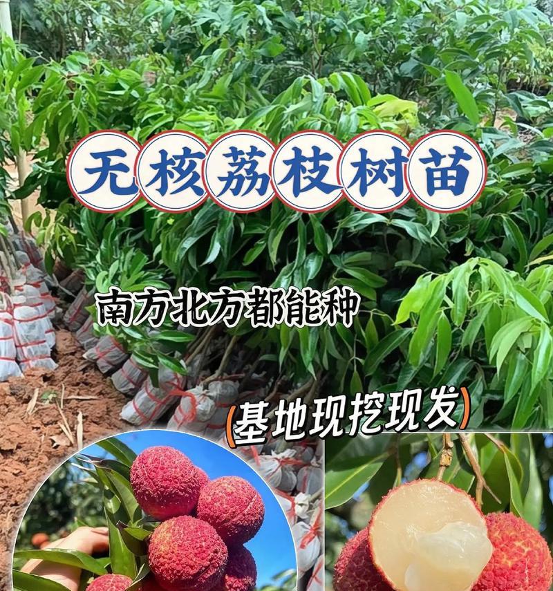 荔枝籽可以种吗？（探究荔枝籽的育种潜力和应用前景）